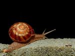 Snail Stop